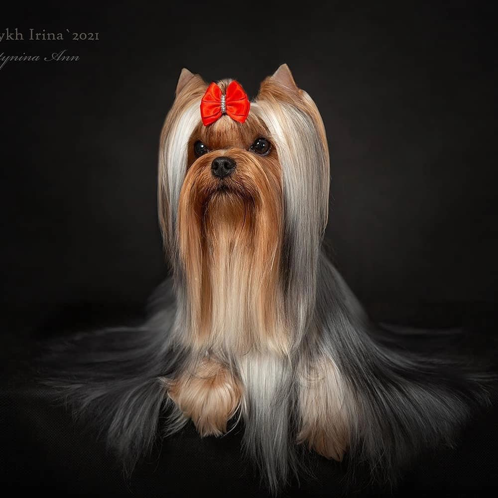 FAVOURITE WINNERS TRIXIE — Labaza DogPedigree YorkshireTerrier