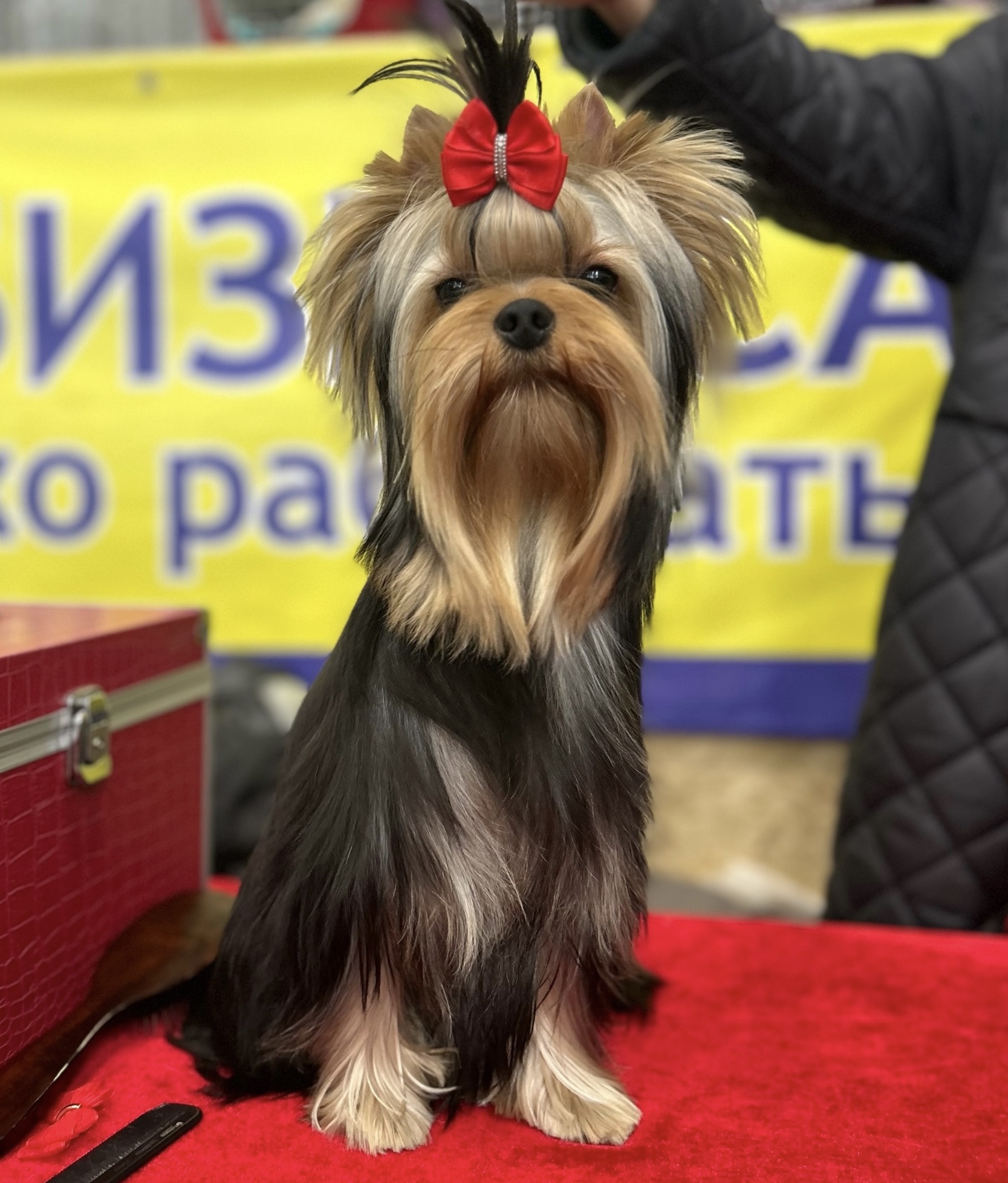  MARVIN — Labaza DogPedigree YorkshireTerrier