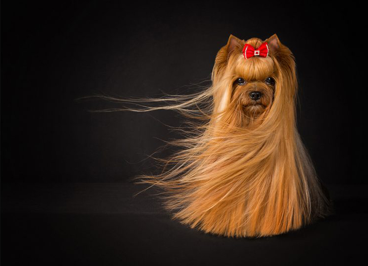 SMILAIN AMI DEZ ROUZEZ — Labaza DogPedigree YorkshireTerrier