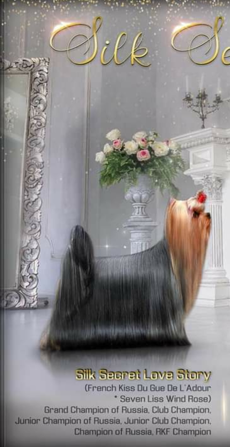 SILK SECRET LOVE STORY — Labaza DogPedigree YorkshireTerrier