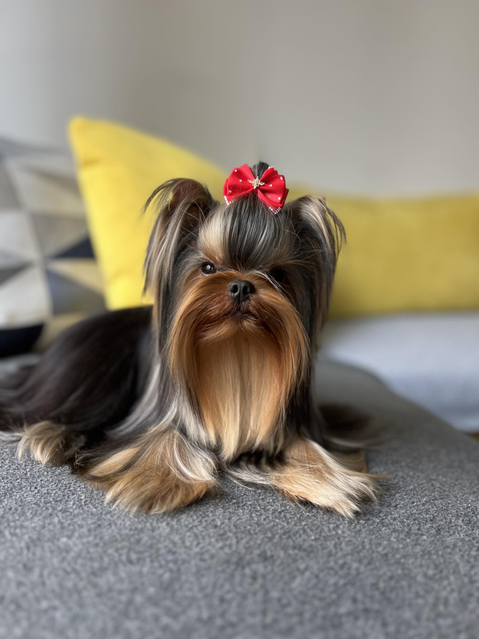 Wellary Talisman — Labaza DogPedigree YorkshireTerrier