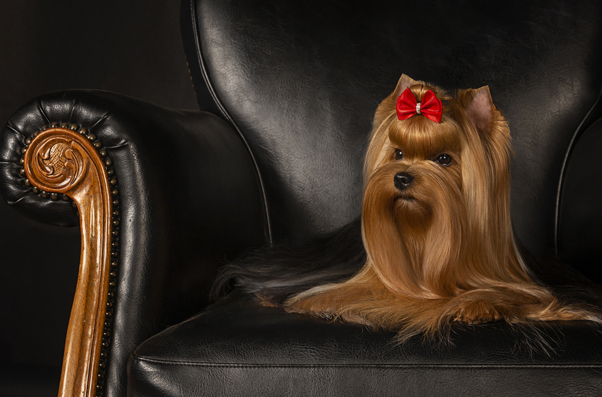 WONDERFORM BLUEBIRD IBERICA — Labaza DogPedigree YorkshireTerrier