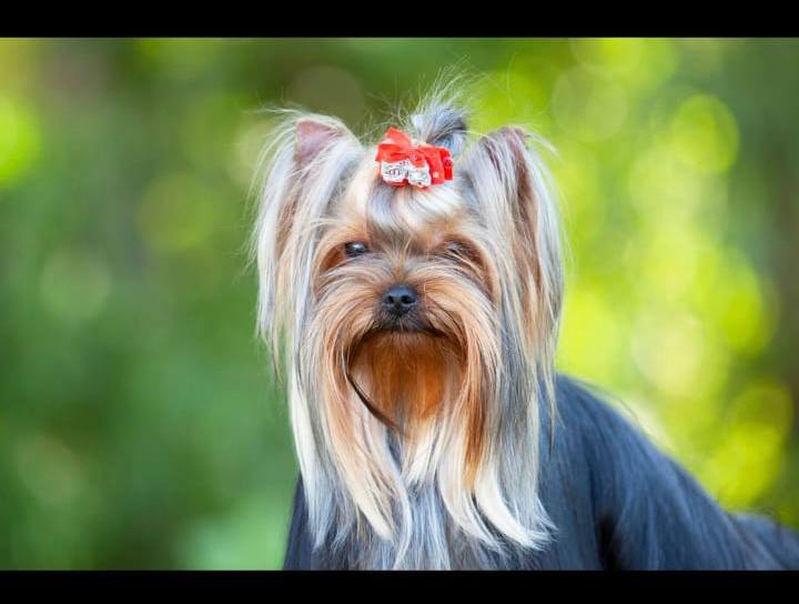  ELEN FASHION STYLE RAPSODIYA — Labaza DogPedigree YorkshireTerrier