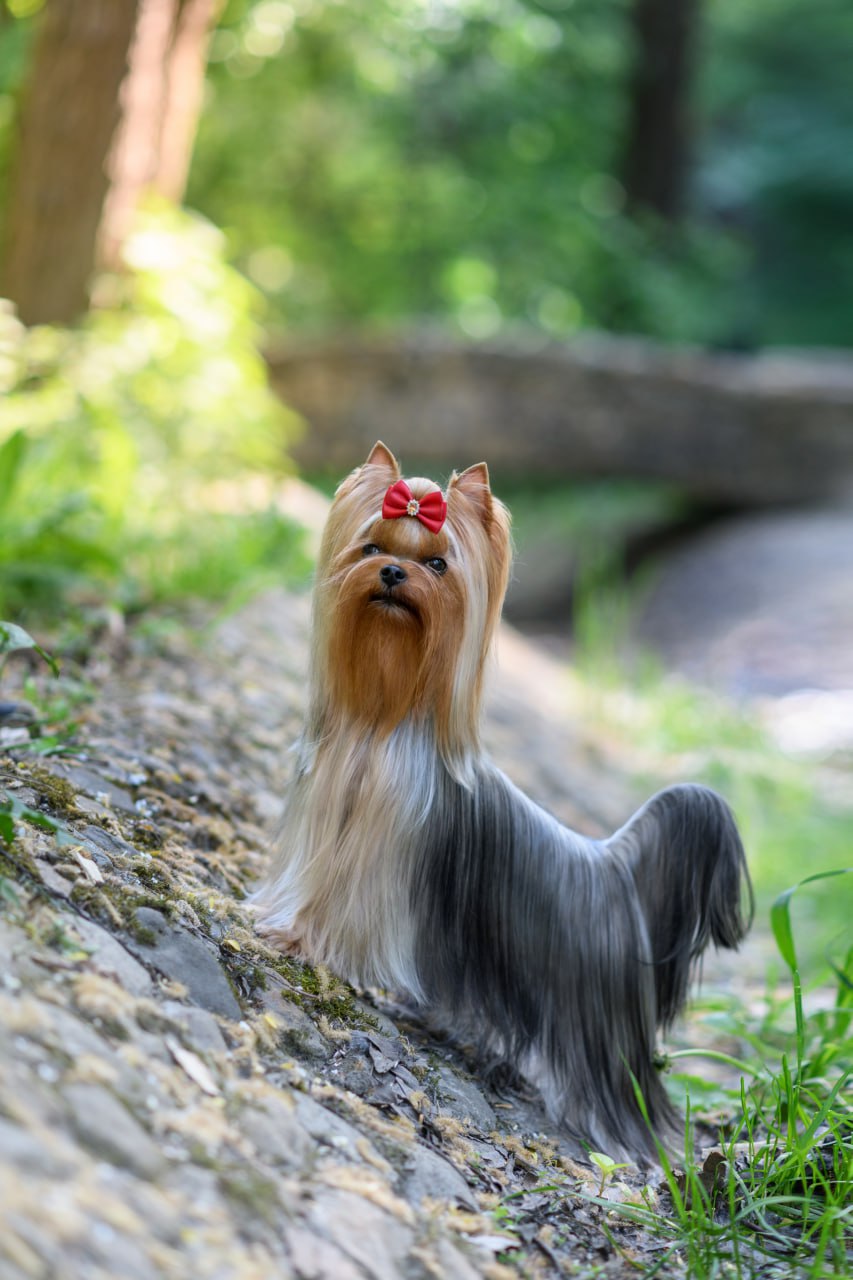 Laranta LARANTA FLORENCE DAREL — Labaza DogPedigree YorkshireTerrier