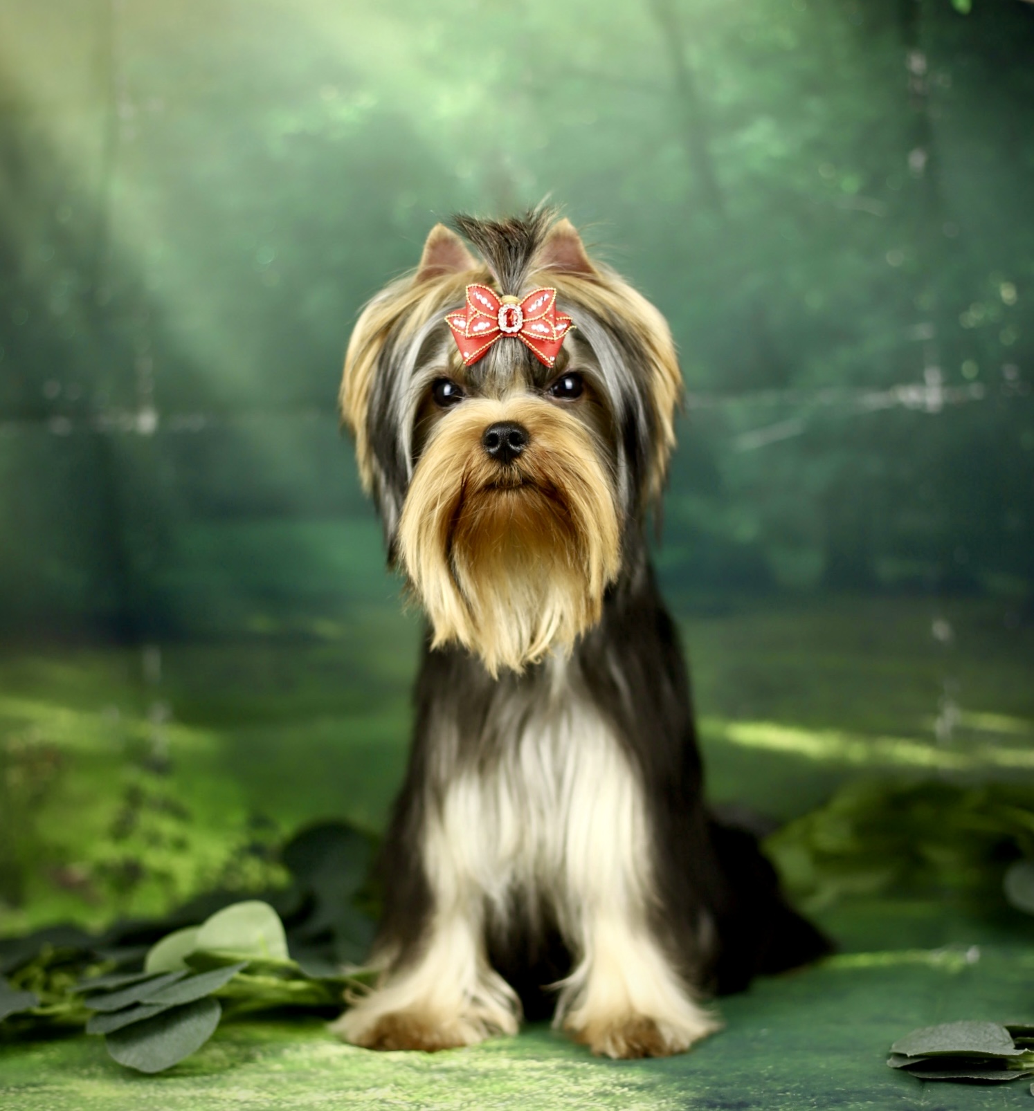  SHANTI BI ANYMARISH — Labaza DogPedigree YorkshireTerrier