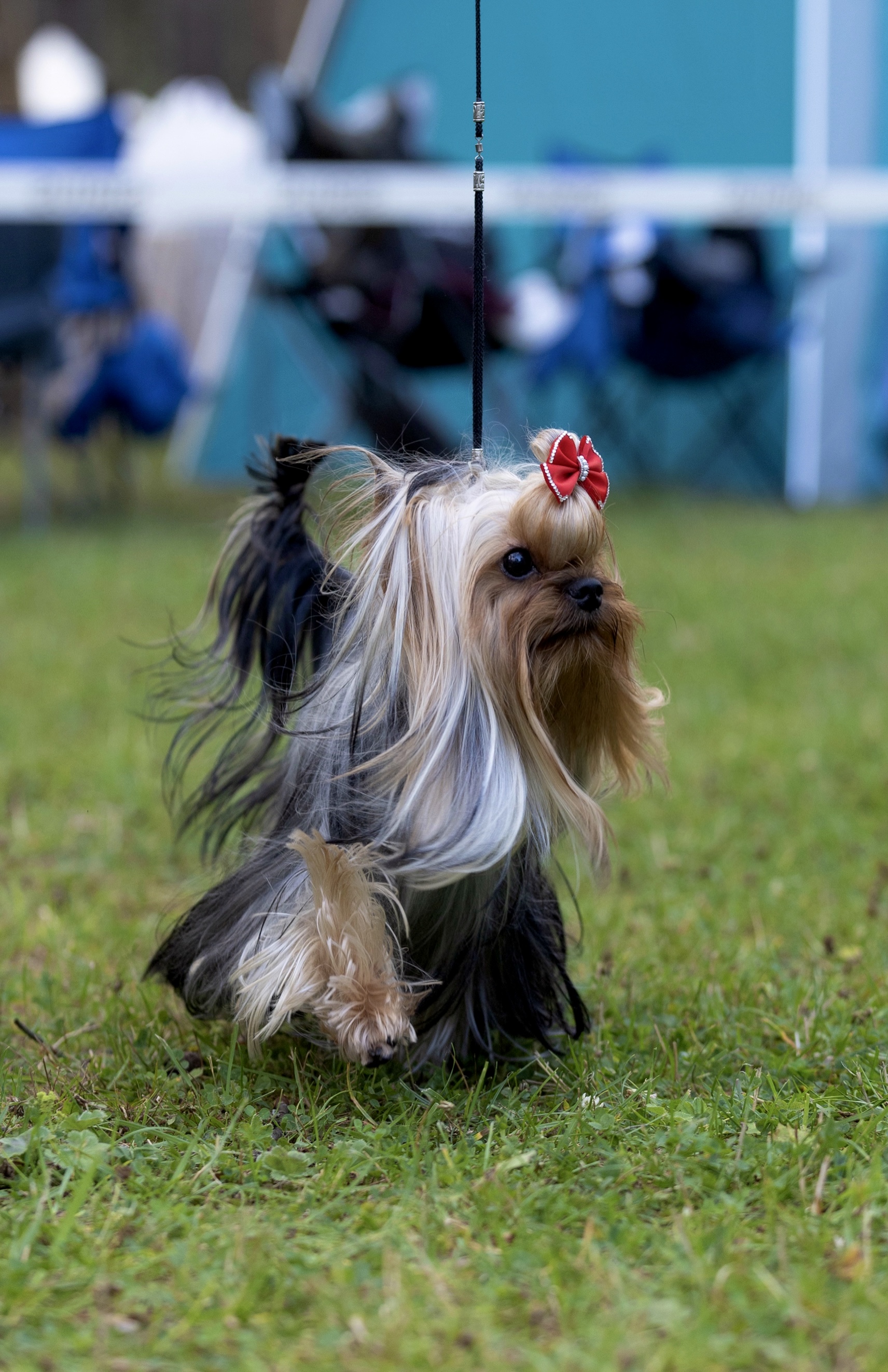  I’M SPECIAL SREBRNE MARZENIE — Labaza DogPedigree YorkshireTerrier