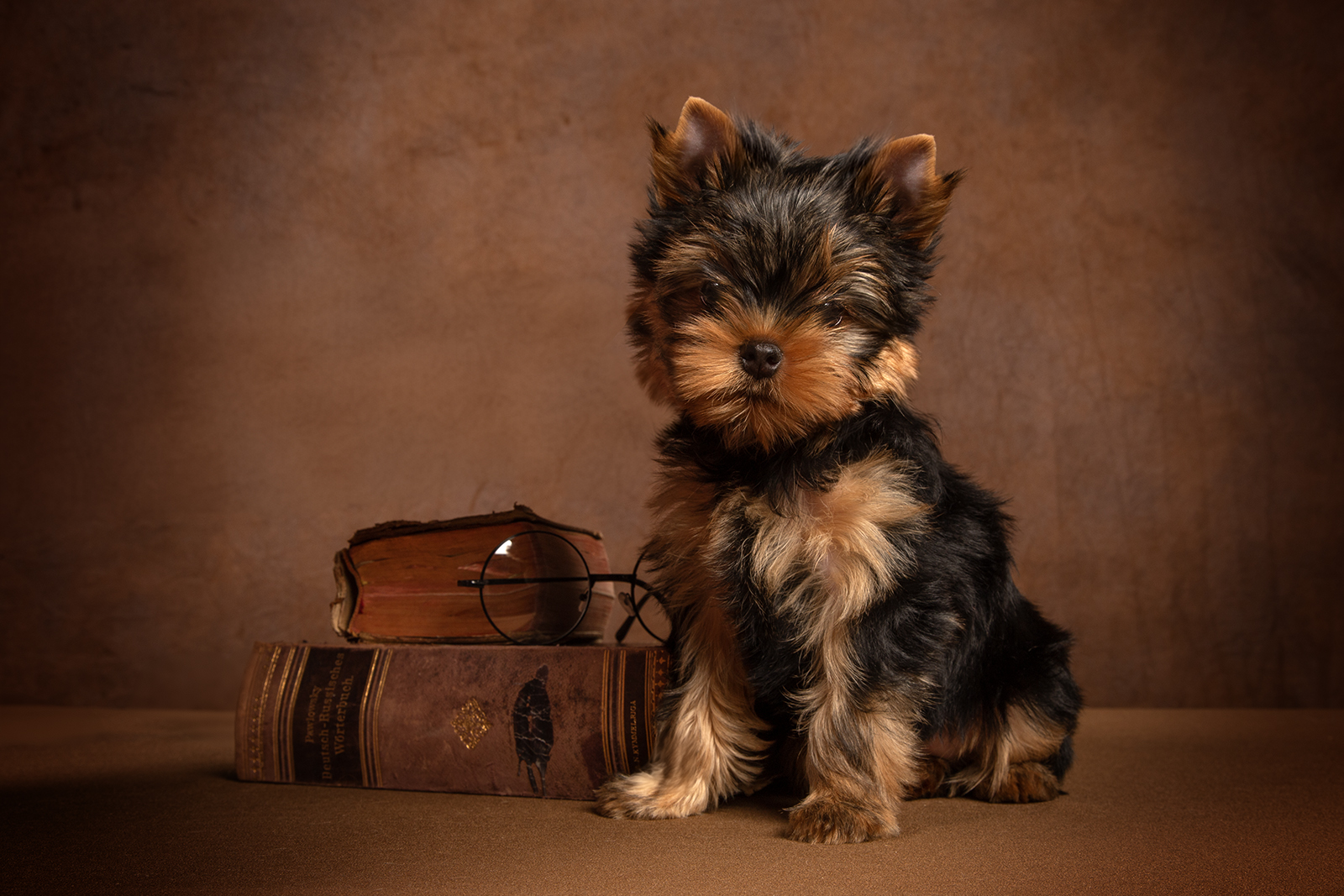  WONDERFORM FORD MUSTANG — Labaza DogPedigree YorkshireTerrier