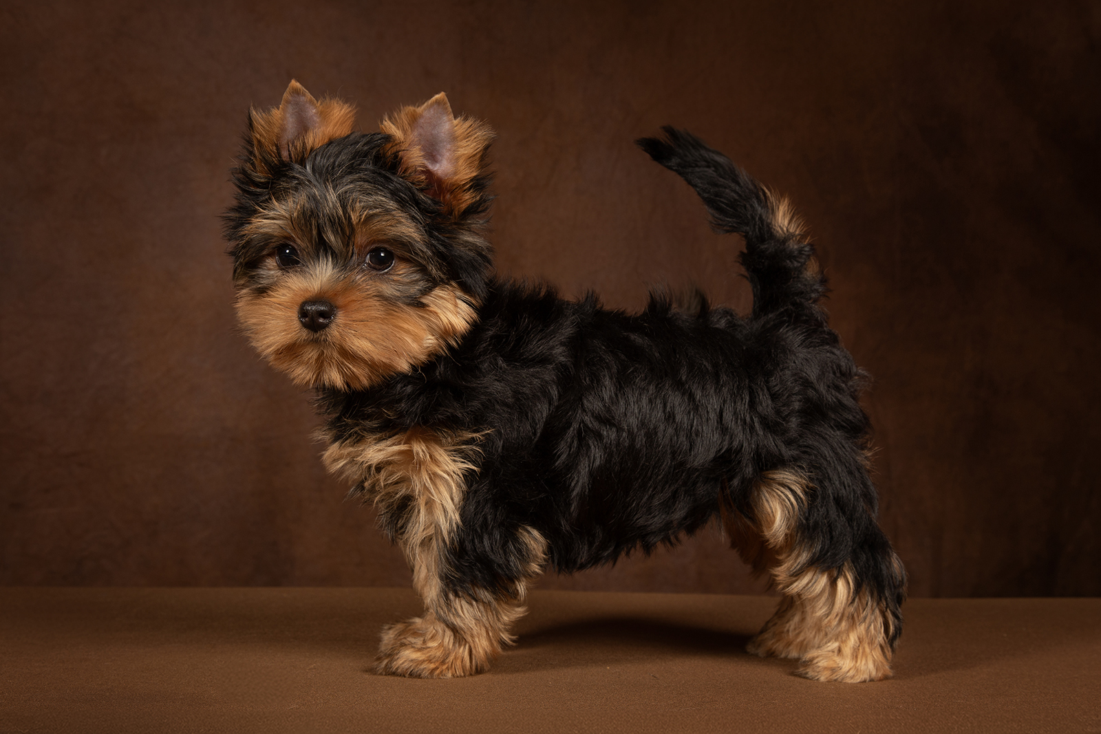  WONDERFORM FERRARI CHALLENGE — Labaza DogPedigree YorkshireTerrier