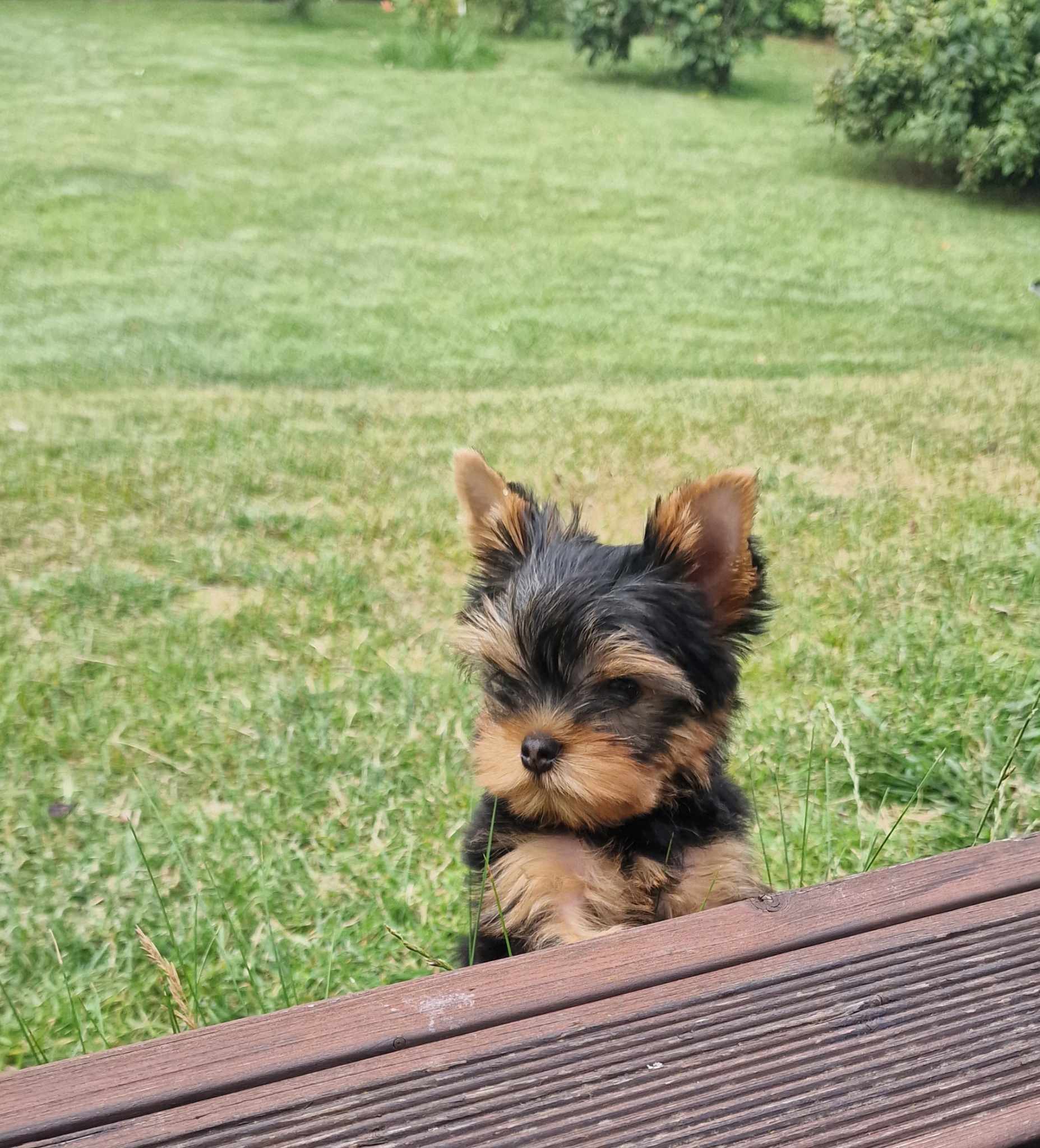 WONDERFORM WONDERFORM FACEL VEGA ELEGANT — Labaza DogPedigree YorkshireTerrier