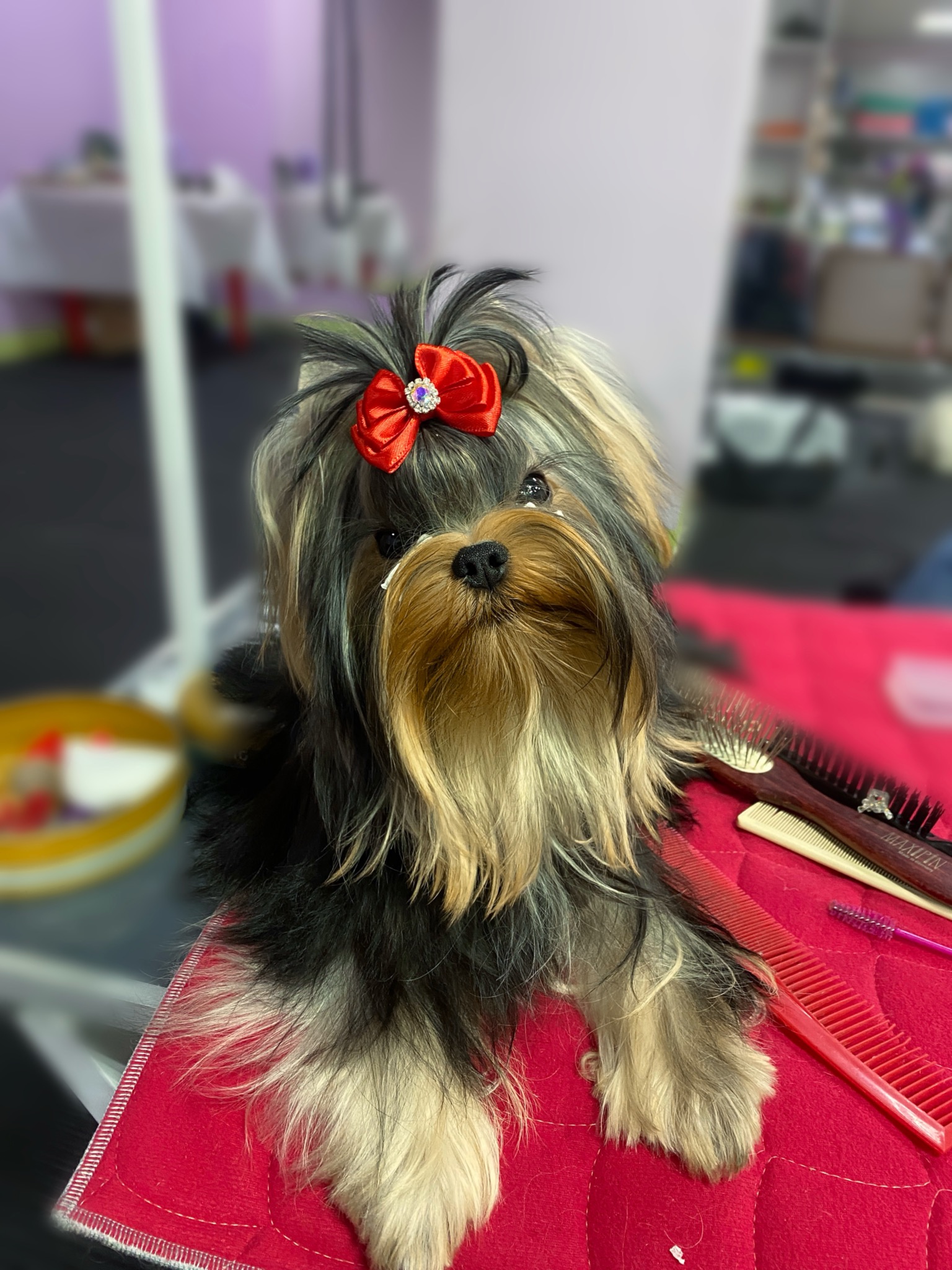 SHERSHE LYA-FAM TE AMO — Labaza DogPedigree YorkshireTerrier