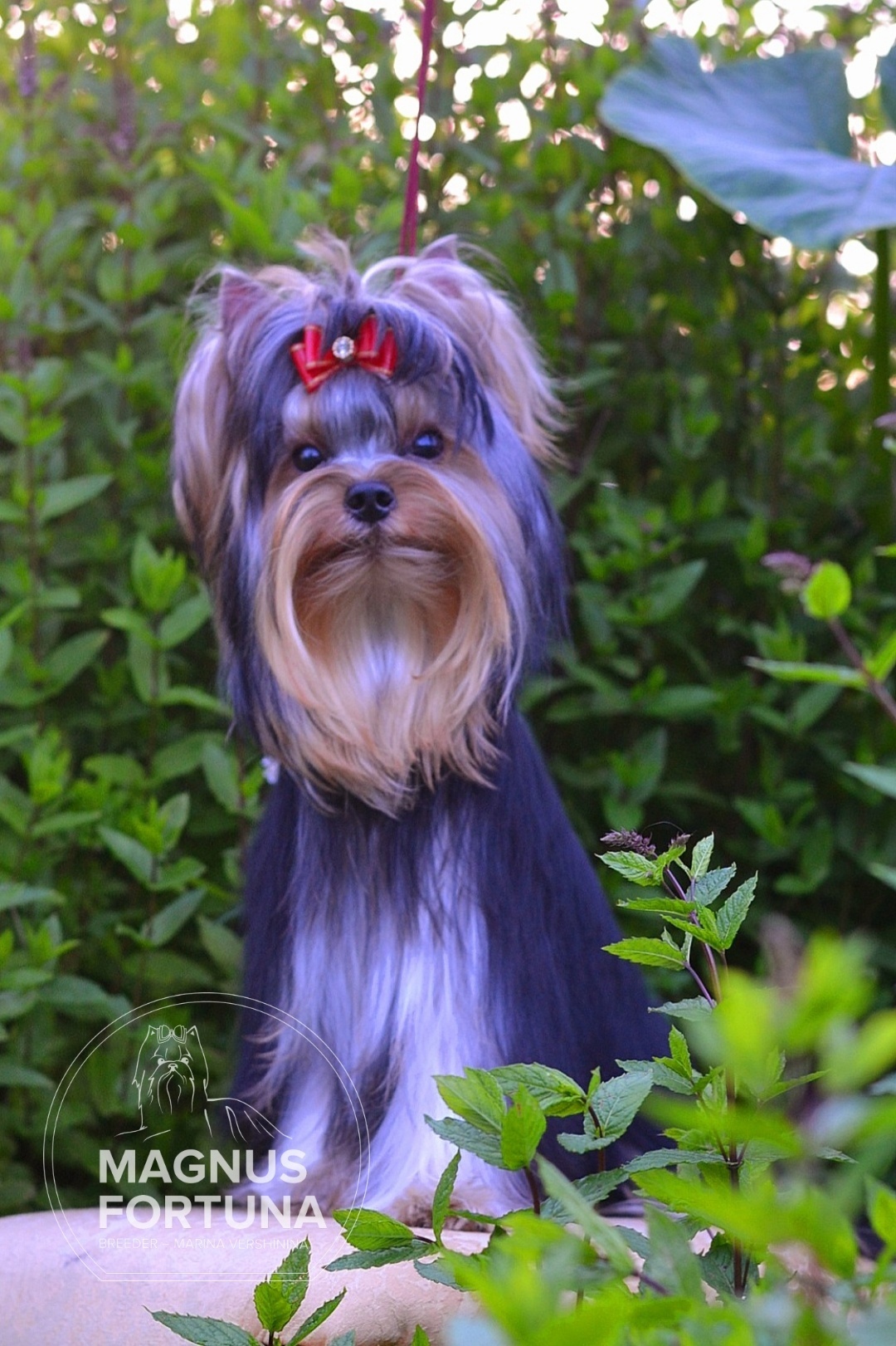 MAGNUS FORTUNA MAGNUS FORTUNA OCTAVIAN — Labaza DogPedigree YorkshireTerrier