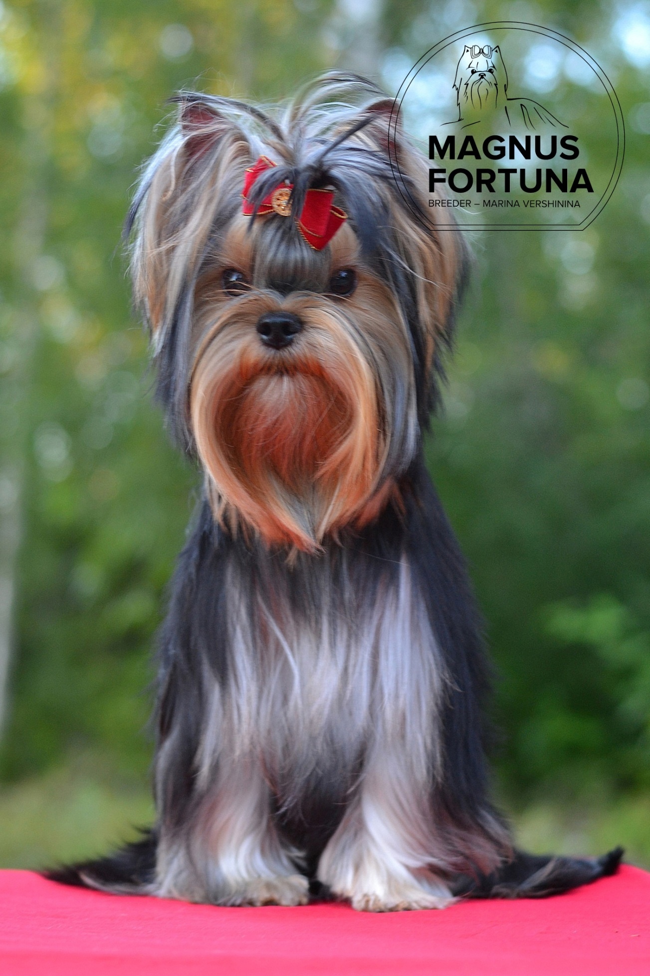 MAGNUS FORTUNA MAGNUS FORTUNA ORLANDO — Labaza DogPedigree YorkshireTerrier