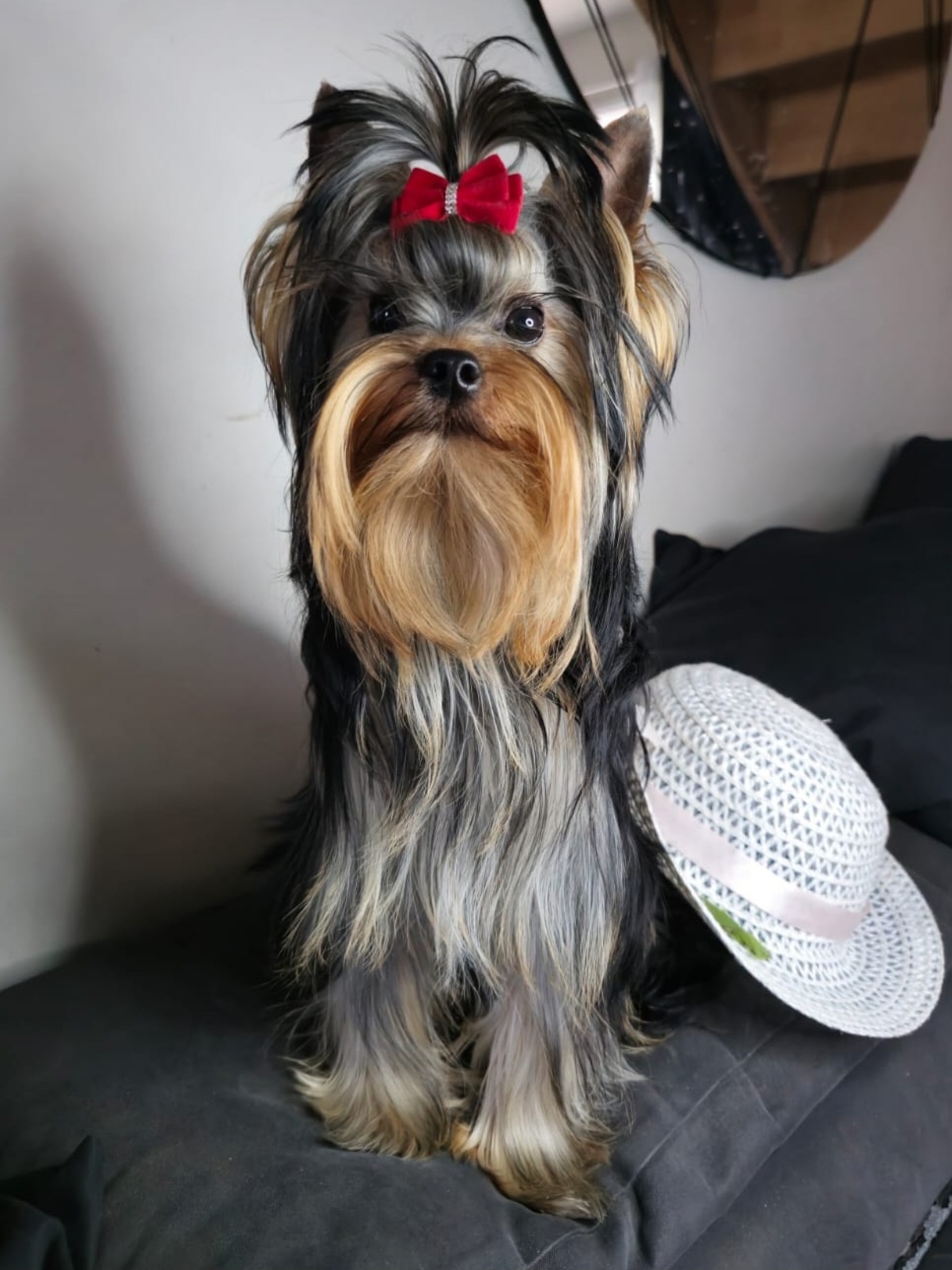 MAGNUS FORTUNA MAGNUS FORTUNA ORION — Labaza DogPedigree YorkshireTerrier