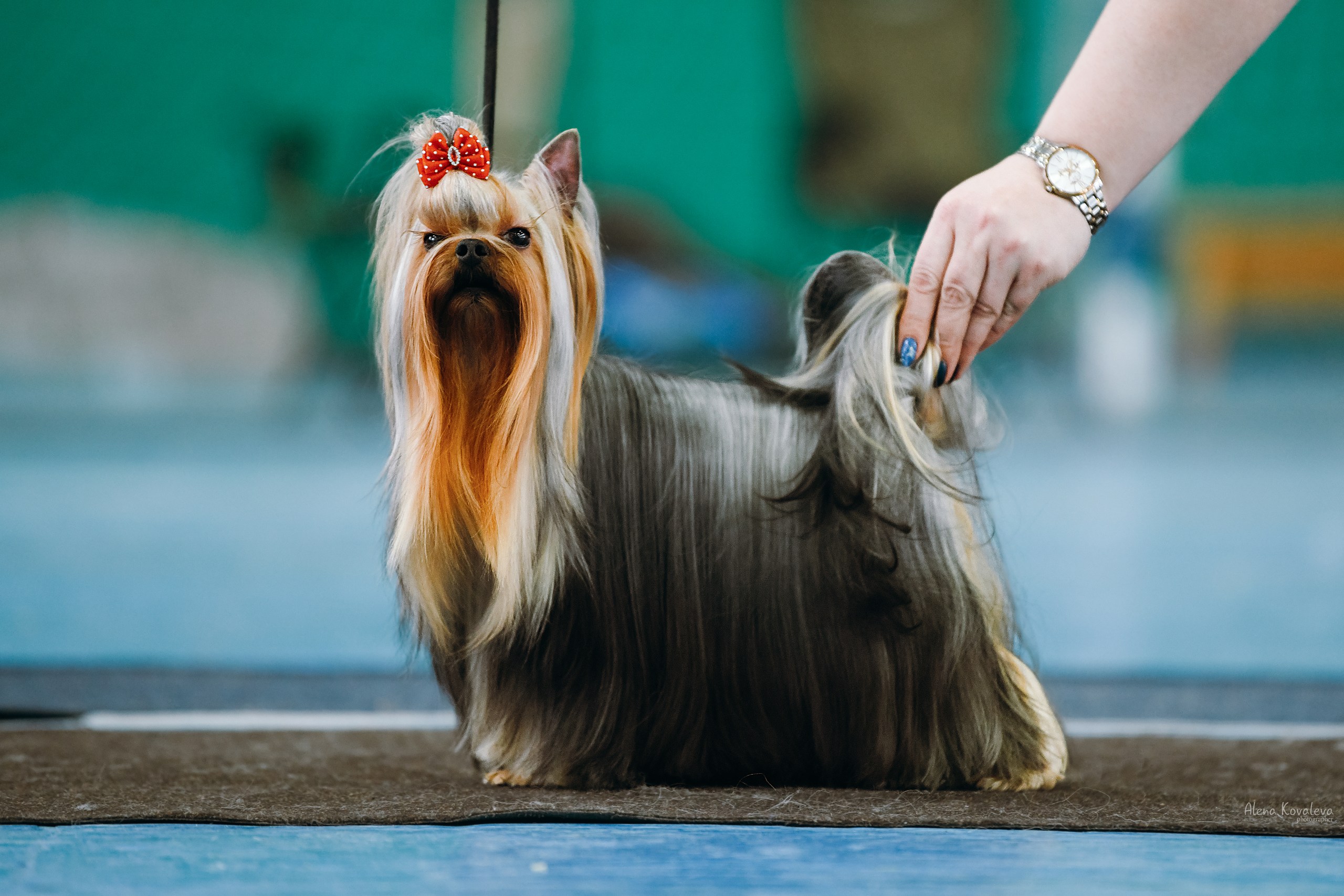  SCARB POLESSYA ANNABELL — Labaza DogPedigree YorkshireTerrier