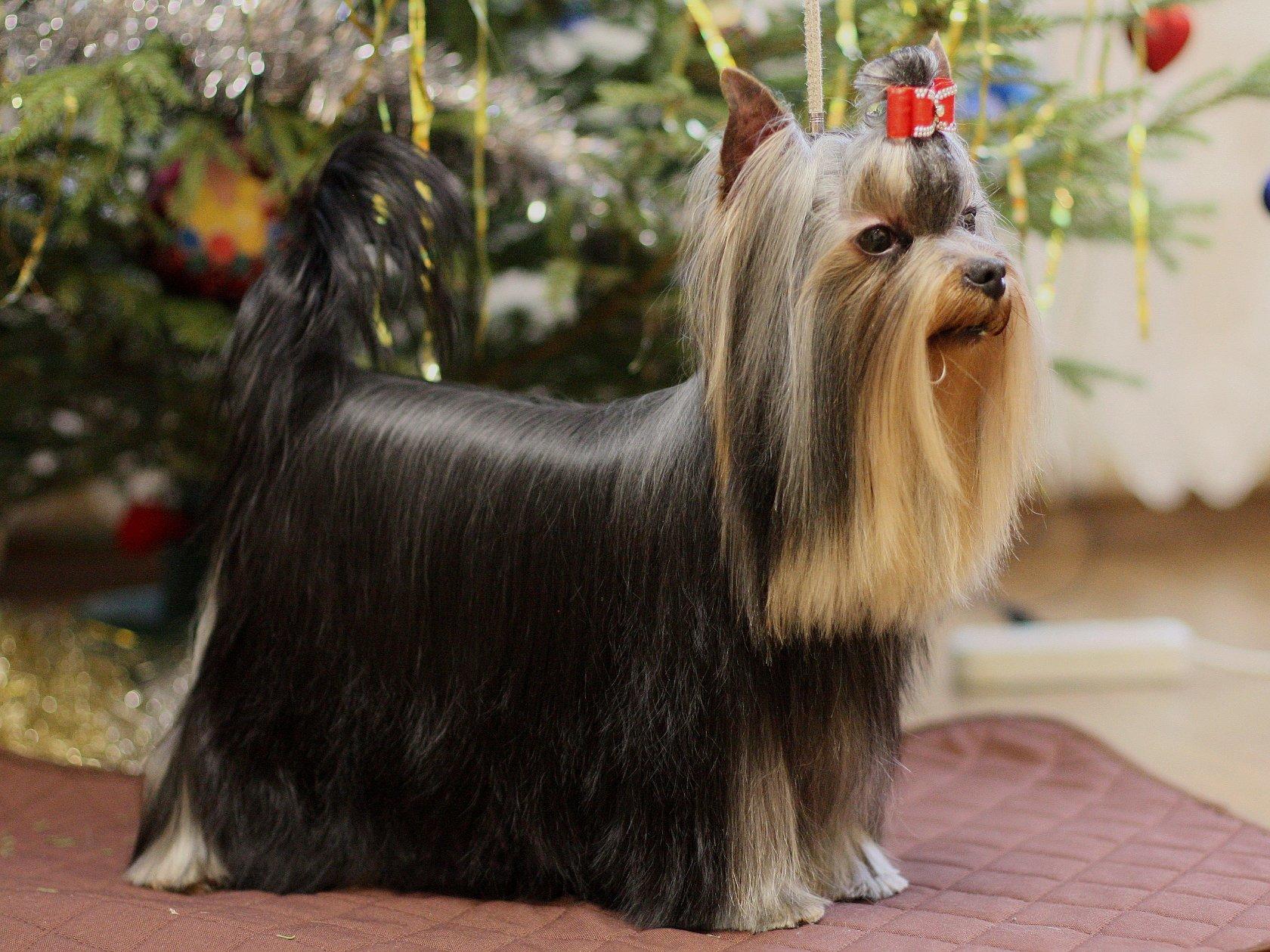 ZVEZDNAYA KAPEL ZVEZDNAYA KAPEL FOREVER BEST — Labaza DogPedigree YorkshireTerrier