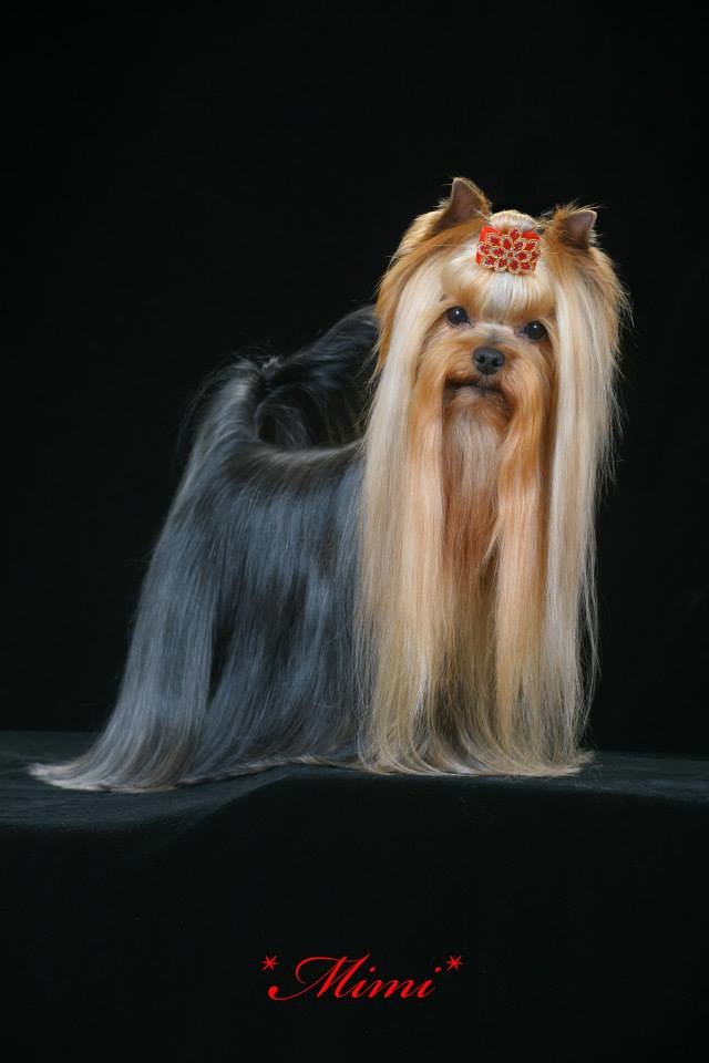  FOR ME FORMIDABLE DU GUE DE L'ADOUR — Labaza DogPedigree YorkshireTerrier