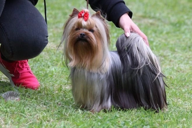 ZVEZDNAYA KAPEL ZVEZDNAYA KAPEL ZIBAVA — Labaza DogPedigree YorkshireTerrier