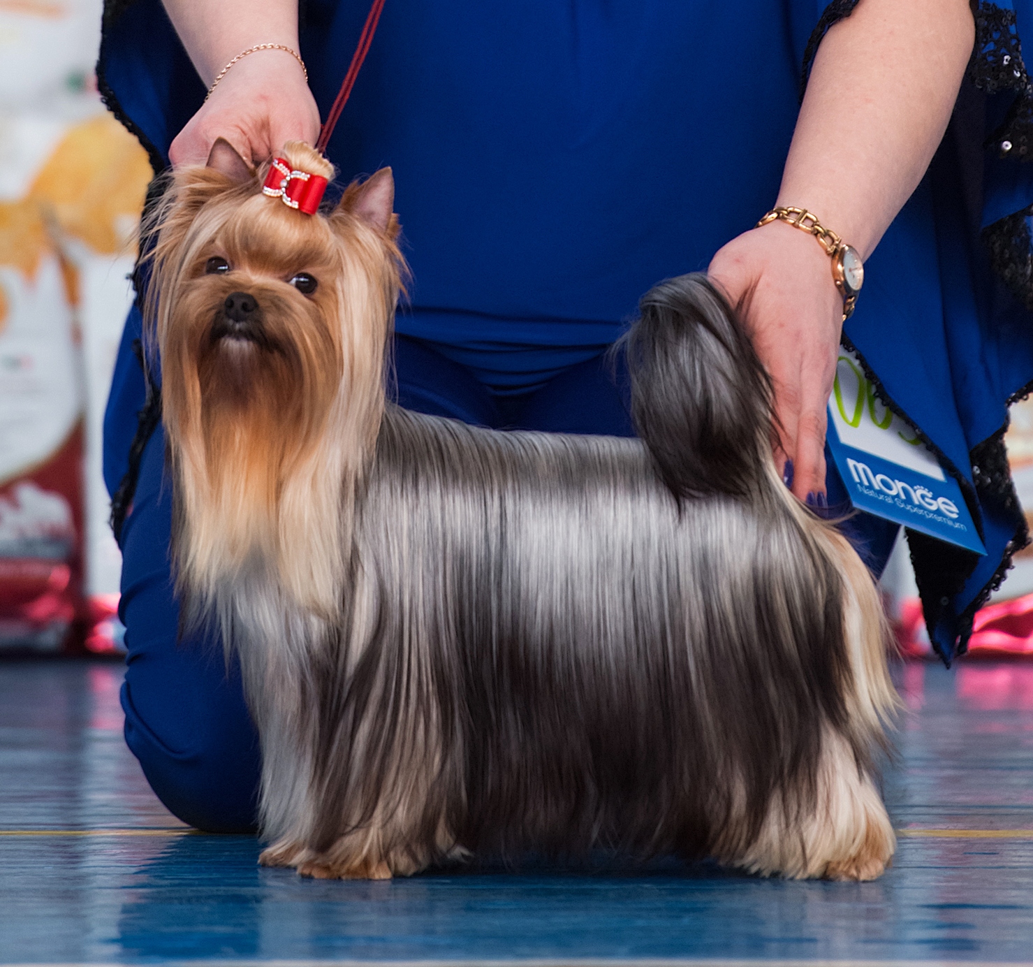 ZVEZDNAYA KAPEL IMPERIYA STRASTI — Labaza DogPedigree YorkshireTerrier