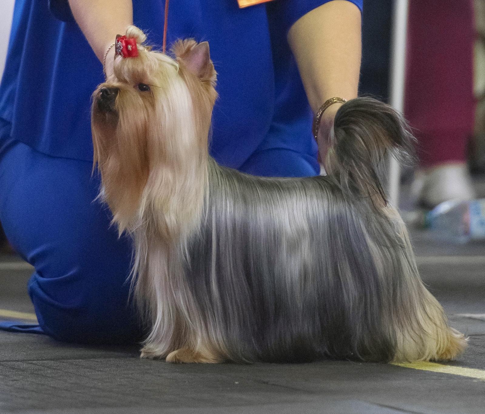 TOY SAVOY EVER SO CLEVER — Labaza DogPedigree YorkshireTerrier