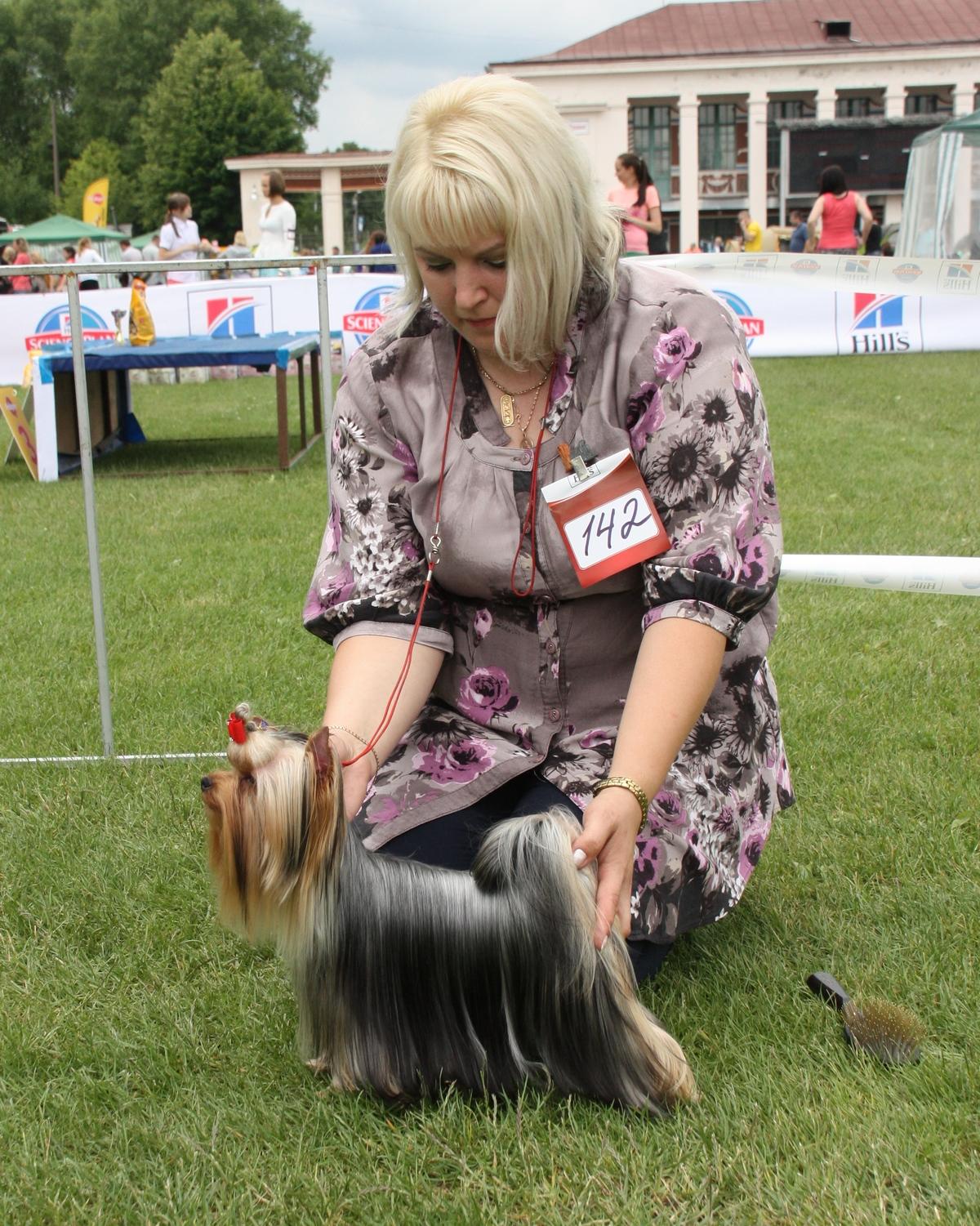 ZVEZDNAYA KAPEL ZVEZDNAYA KAPEL HIMERA — Labaza DogPedigree YorkshireTerrier