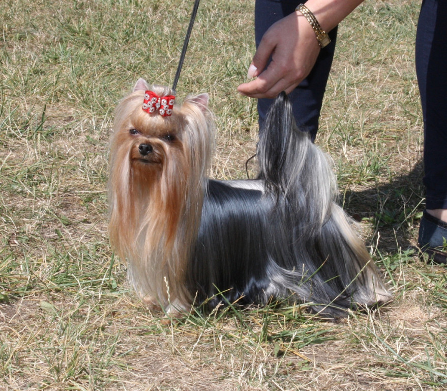  ZVEZDNAYA KAPEL TSENNAYA IZYUMIKA — Labaza DogPedigree YorkshireTerrier