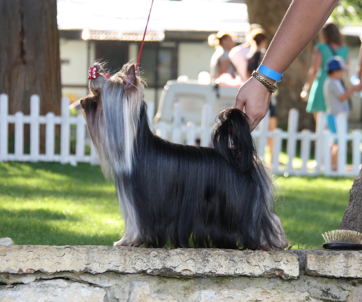  MAGIC SILK BENTA BERI — Labaza DogPedigree YorkshireTerrier