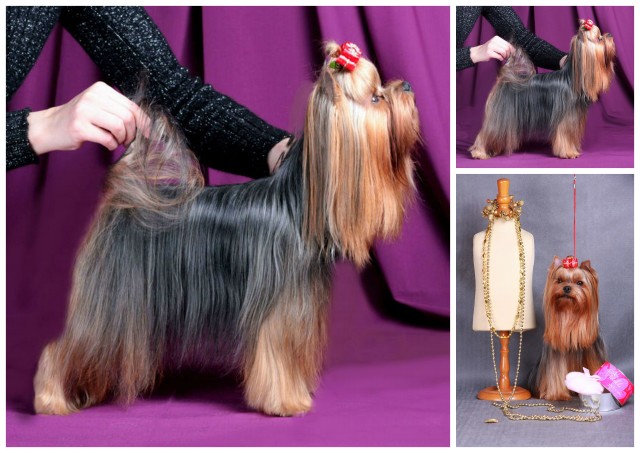 CSECSE-BECSE EMILI — Labaza DogPedigree YorkshireTerrier