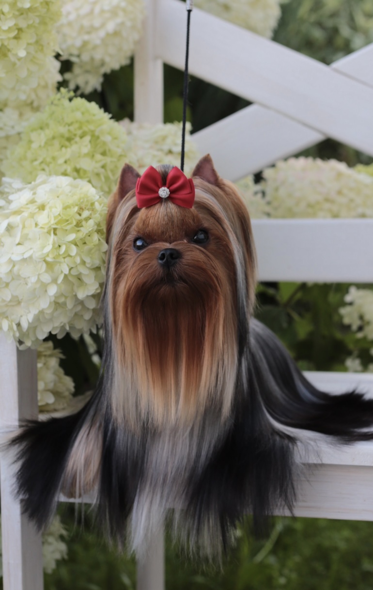 Wellary WELLARY TRADICIYA — Labaza DogPedigree YorkshireTerrier