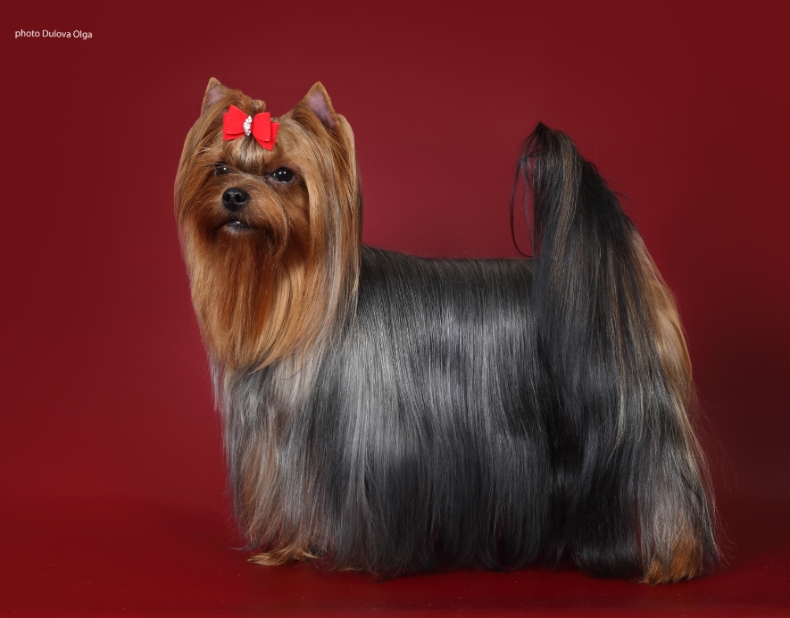 CHERRY STELLA OF FIRE — Labaza DogPedigree YorkshireTerrier