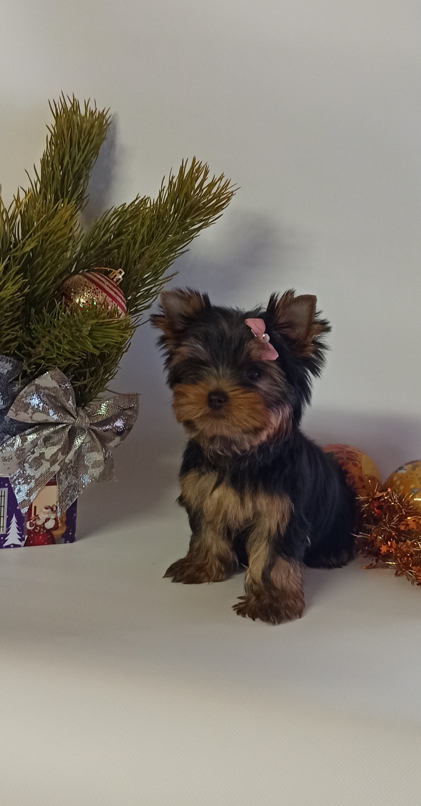 YUMI — Labaza DogPedigree YorkshireTerrier