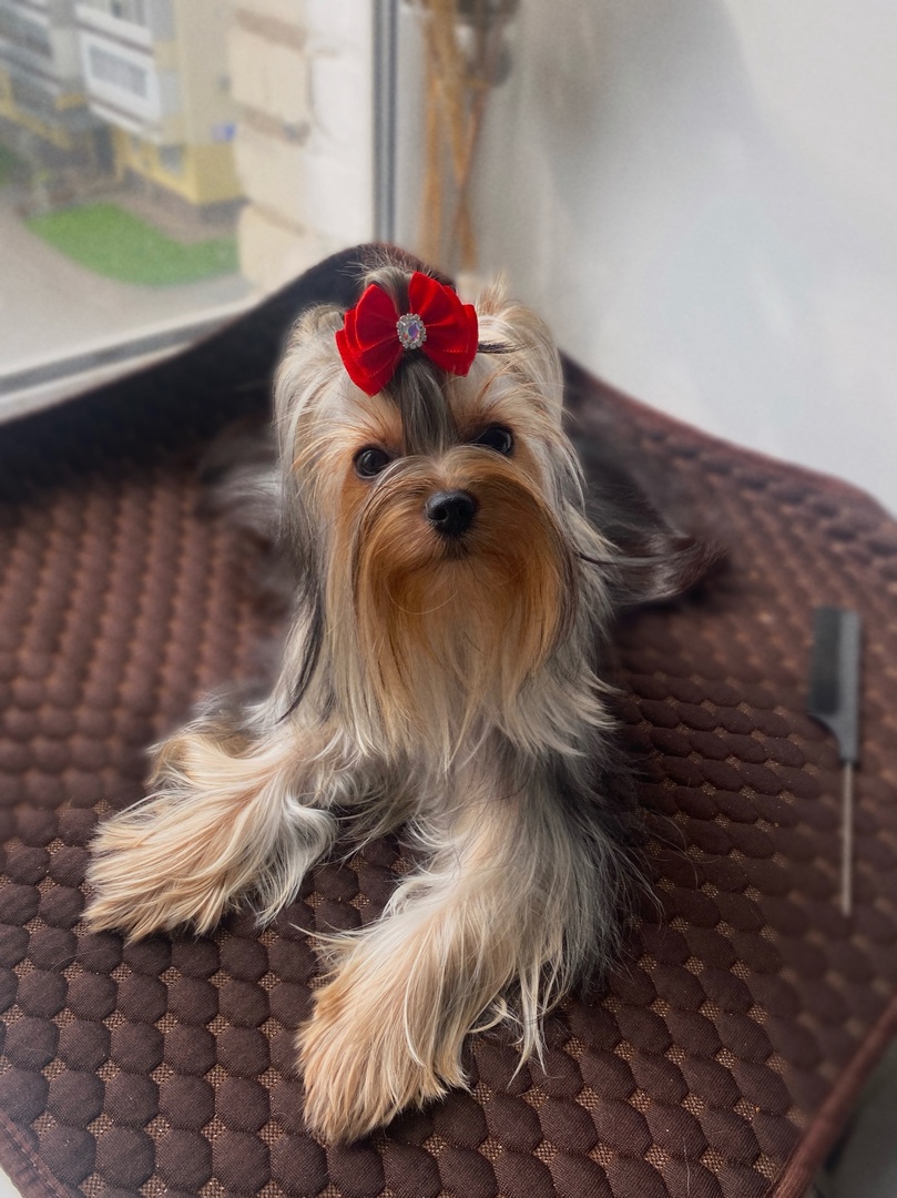 SAGA — Labaza DogPedigree YorkshireTerrier