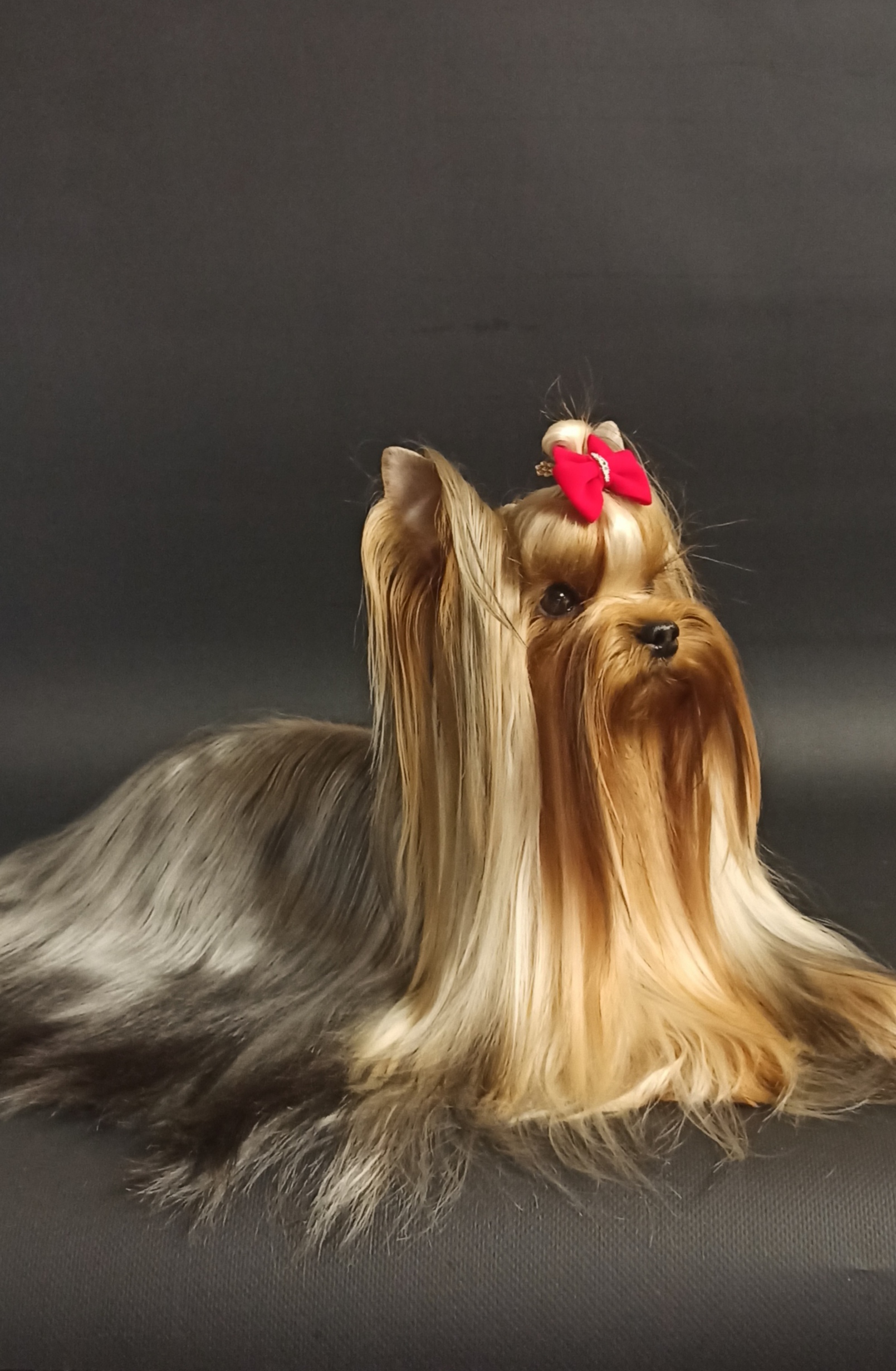 Zhuk_Lena — Labaza DogPedigree YorkshireTerrier