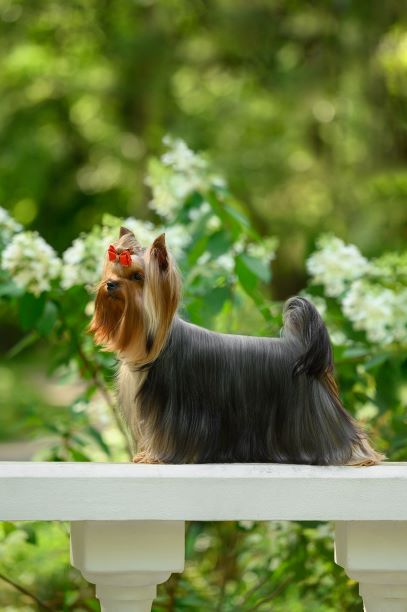 ALLIS FAVORIT INDIGOLETTA — Labaza DogPedigree YorkshireTerrier