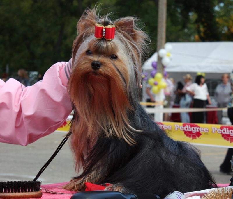 GIMME-GIMME-GIMME DU GUE DE L`ADOUR — Labaza DogPedigree YorkshireTerrier