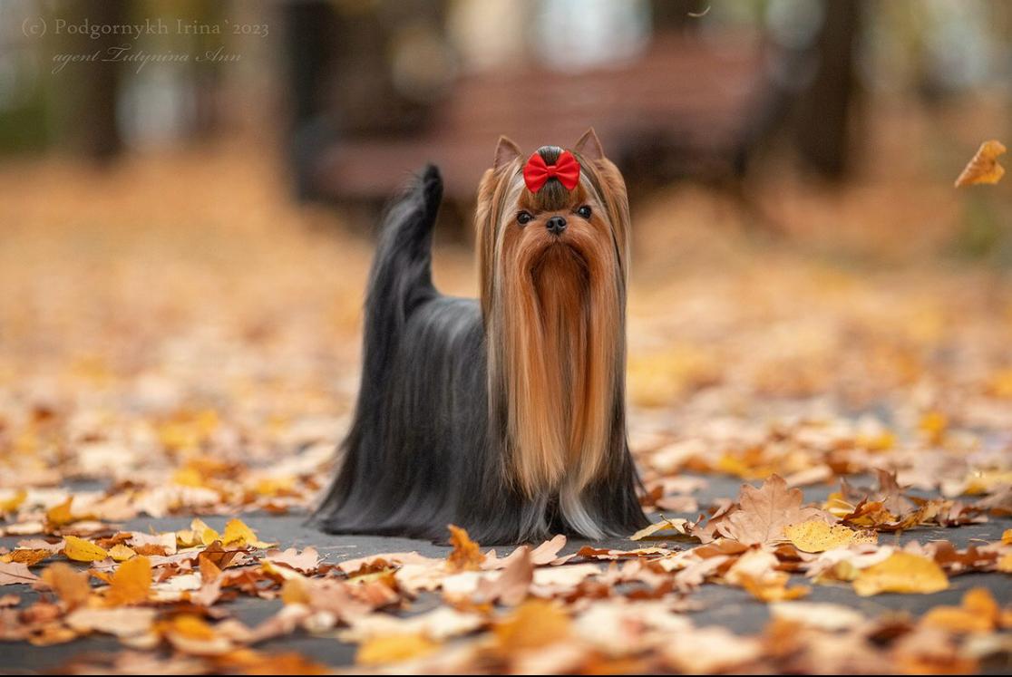  SMILAIN FERRERO — Labaza DogPedigree YorkshireTerrier