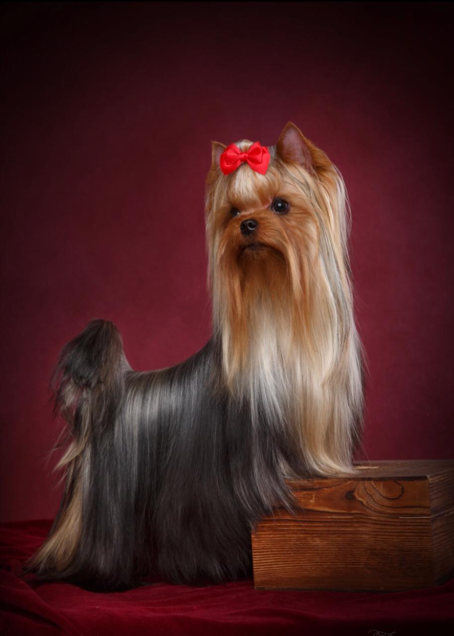 MITTENS SKY VERSION FOR ME — Labaza DogPedigree YorkshireTerrier