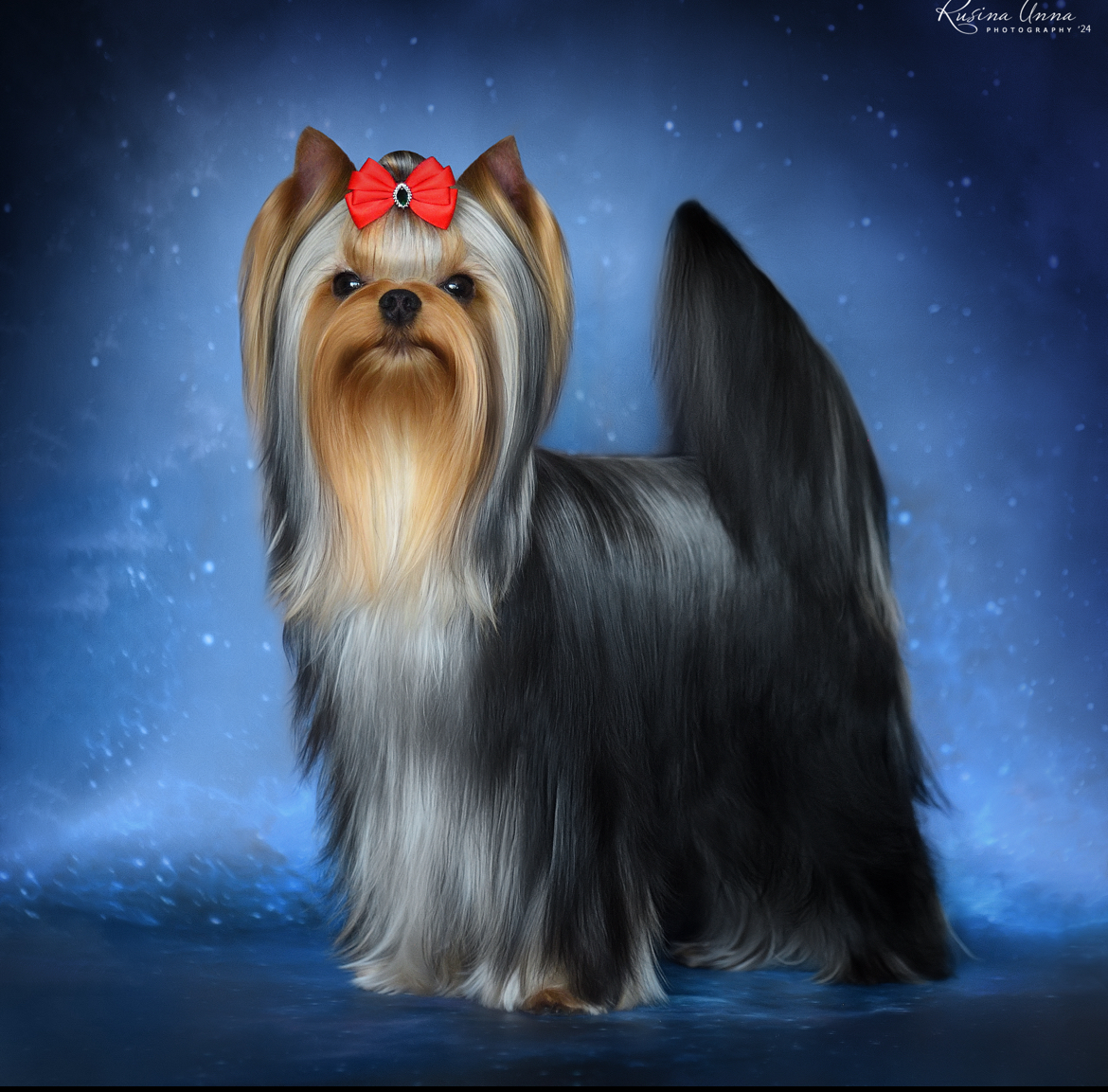 PIOJIA DORO FIND YOUR SPECIAL WAY — Labaza DogPedigree YorkshireTerrier