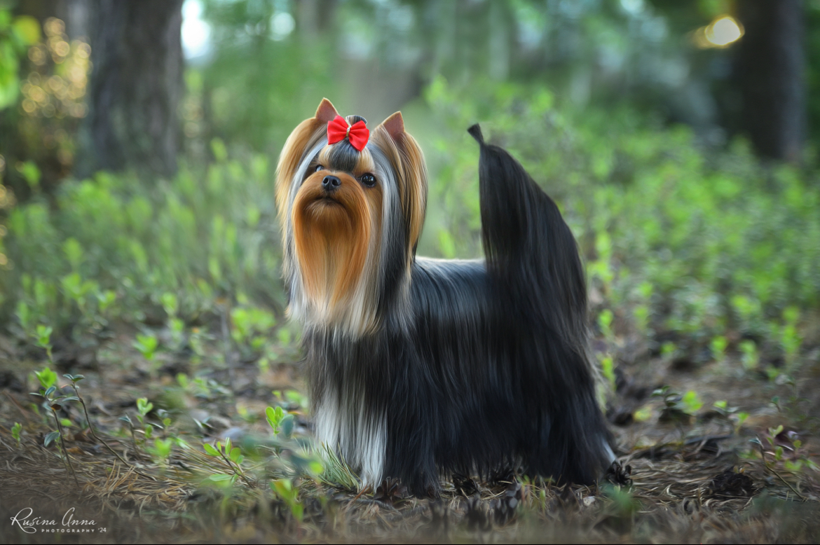 PIOJIA DORO FAVORITE PRINCESS LEIA — Labaza DogPedigree YorkshireTerrier