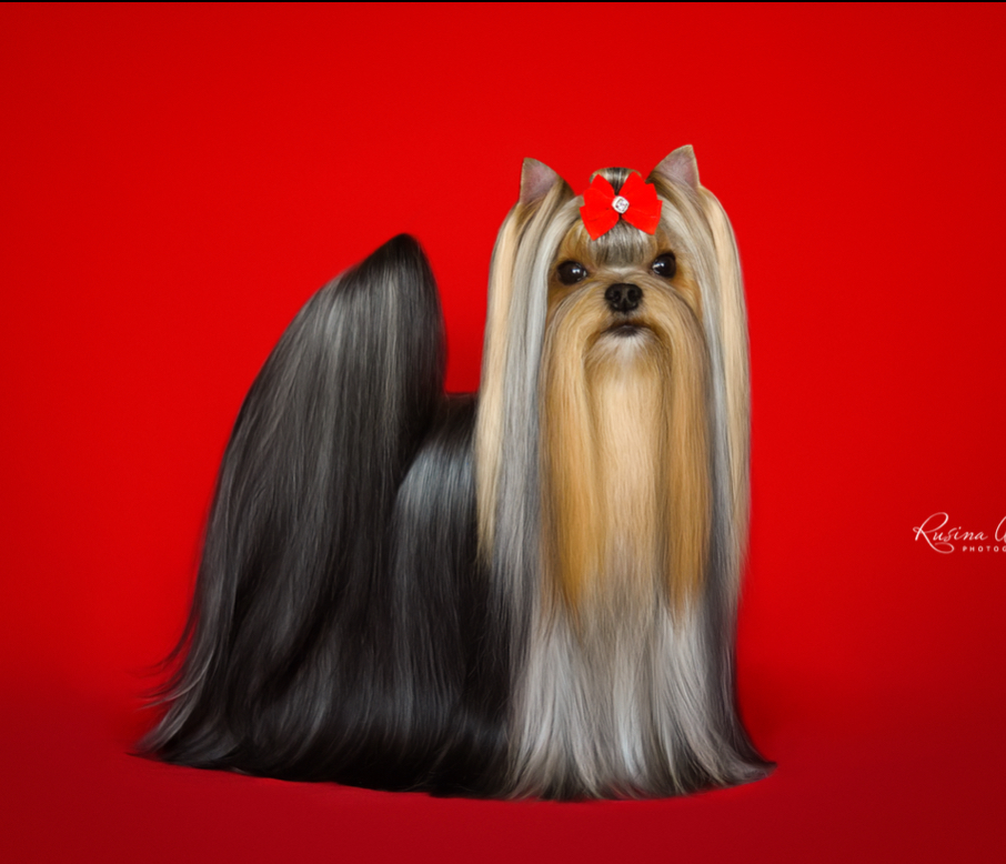 PIOJIA DORO QUEEN OF MY HEART — Labaza DogPedigree YorkshireTerrier