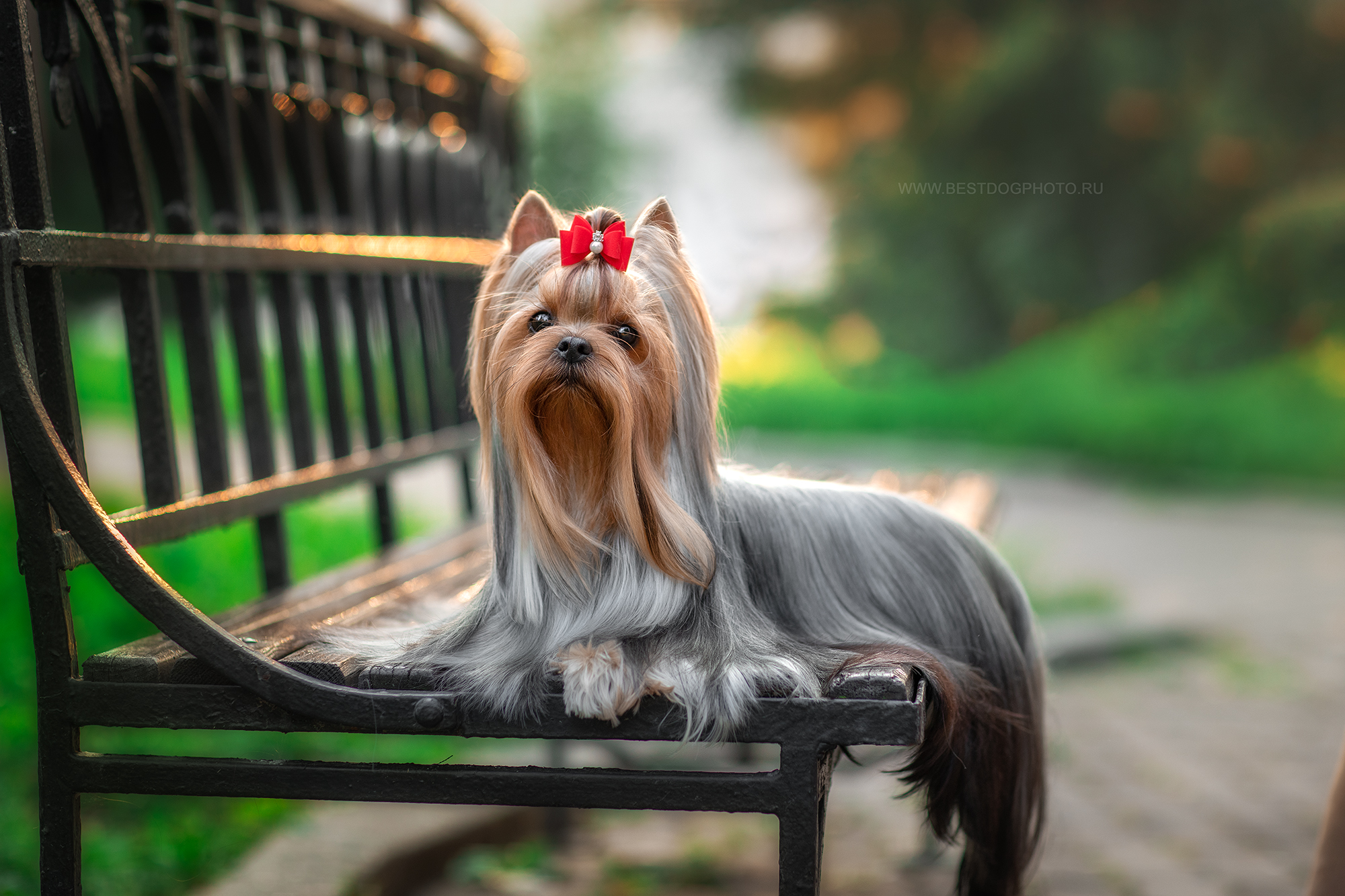 MIRABELLA ETERNITI SIRIUS — Labaza DogPedigree YorkshireTerrier