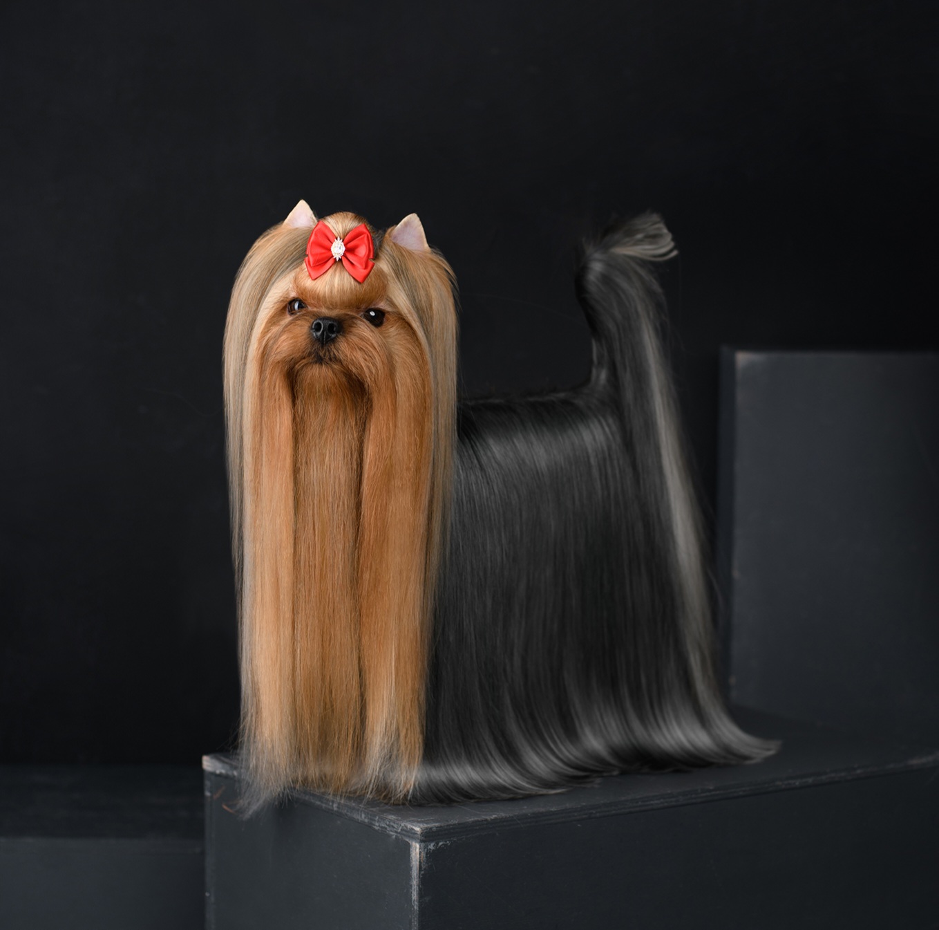 VOLE'T SHOU LA-LA LAND — Labaza DogPedigree YorkshireTerrier