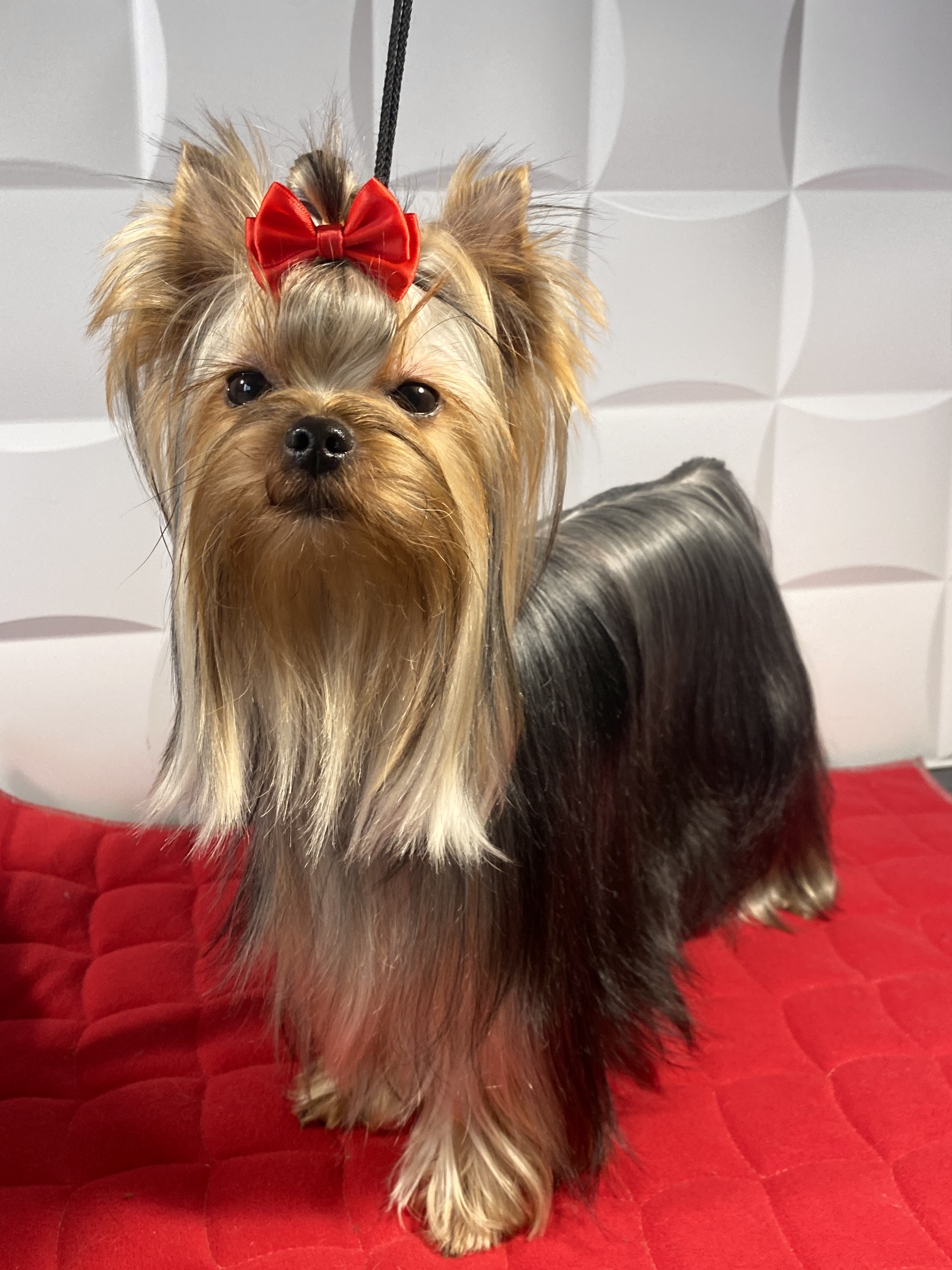 SAGA — Labaza DogPedigree YorkshireTerrier