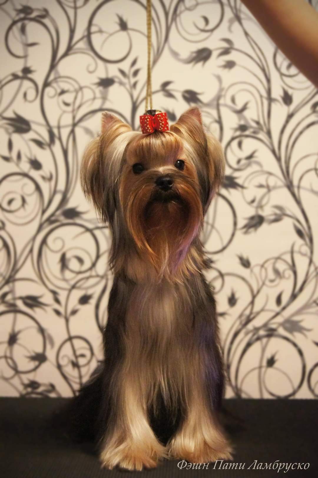 FASHION PARTY LAMBRUSKO — Labaza DogPedigree YorkshireTerrier