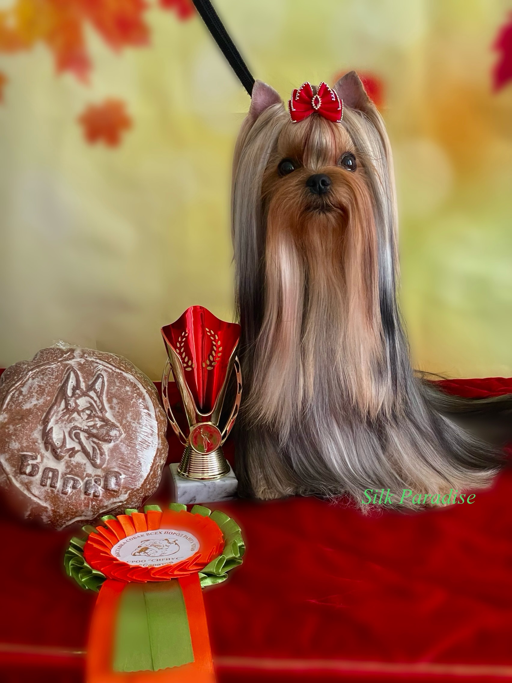 SILK PARADISE SIMONA — Labaza DogPedigree YorkshireTerrier