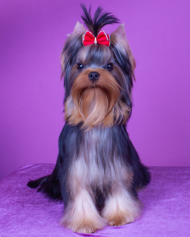 Laranta LARANTA MONTECRISTO — Labaza DogPedigree YorkshireTerrier