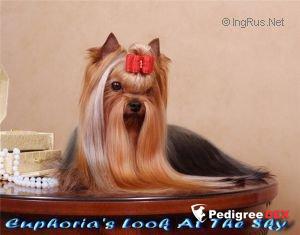 EUPHORIA'S LOOK AT THE SKY — Labaza DogPedigree YorkshireTerrier