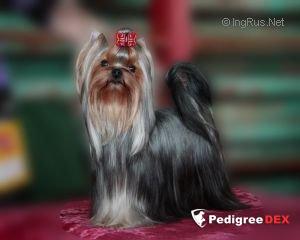 EUPHORIA'S SENSATION — Labaza DogPedigree YorkshireTerrier