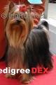 VAVAWOOM DE JERAULIANE — Labaza DogPedigree YorkshireTerrier