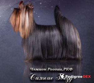 SIYANIE ZVEZD HARIZMATICHNAYA OSOBA — Labaza DogPedigree YorkshireTerrier