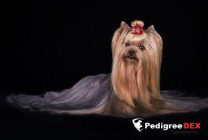 MAGIC COUNTRY NORD STRIM — Labaza DogPedigree YorkshireTerrier